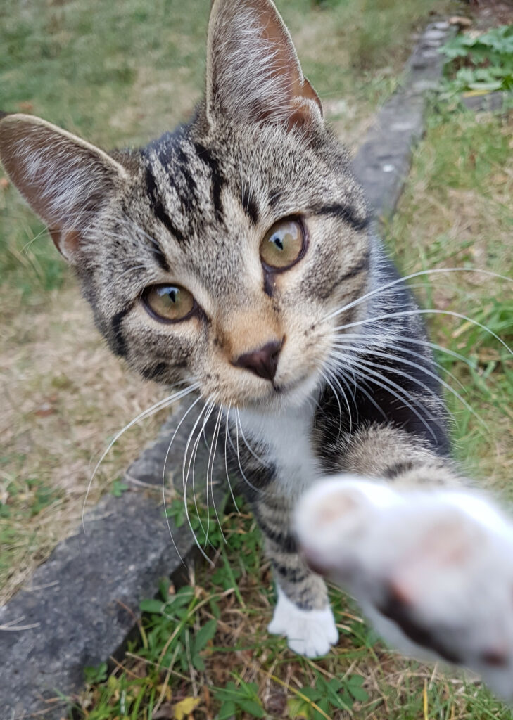 Kater streckt seine Pfote in die Kamera