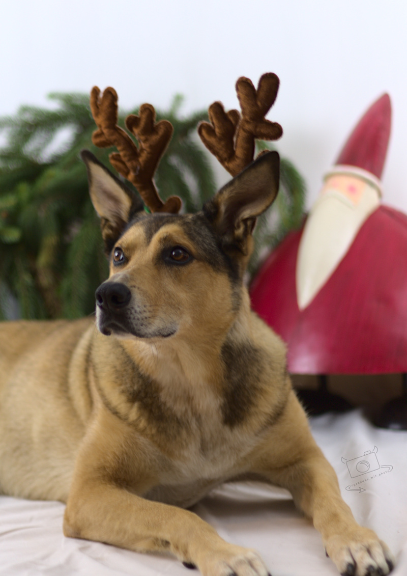 Dana der Weihnachtshund